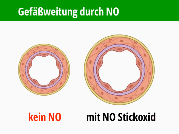 Infografik: Gefäßweitung durch Stickstoff-Monoxid NO. (c) Foodfibel.de